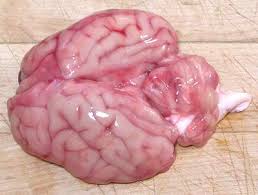 lamb brain
