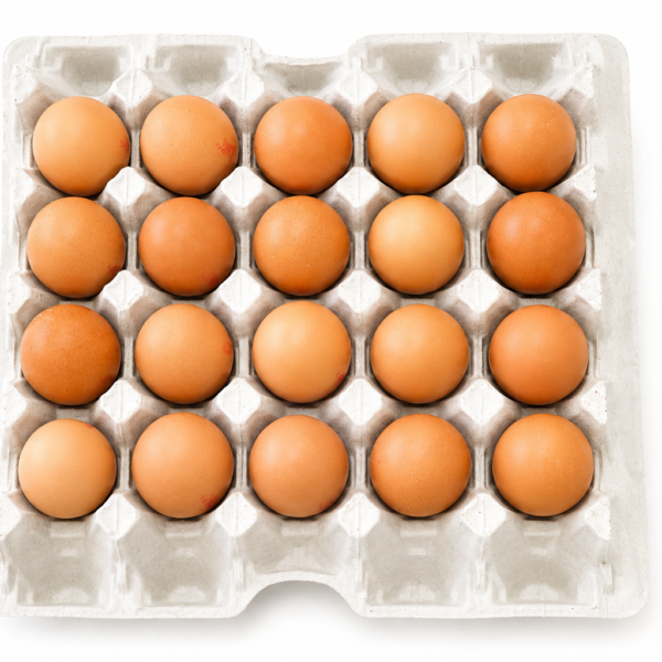 egg